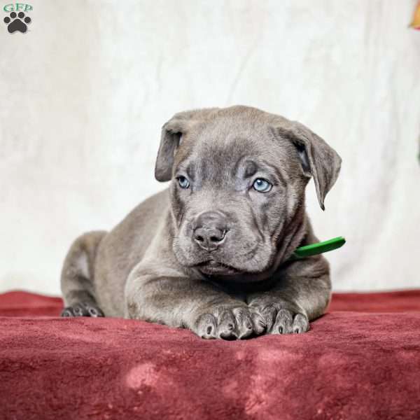 Emy, Cane Corso Puppy